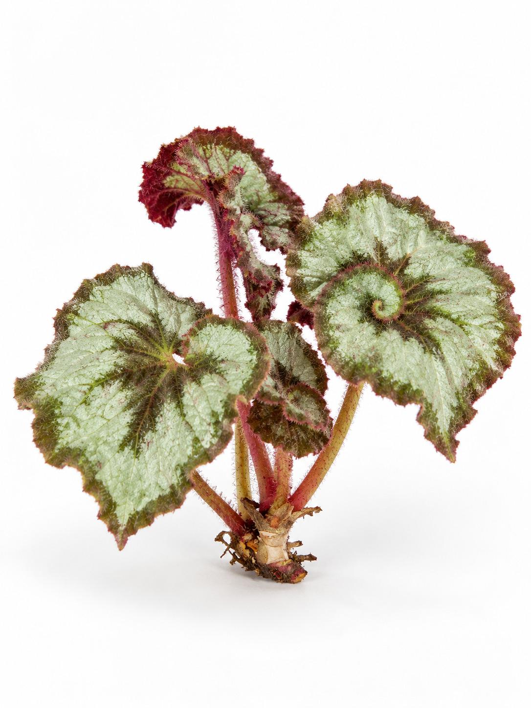 Begonia Escargot cutting
