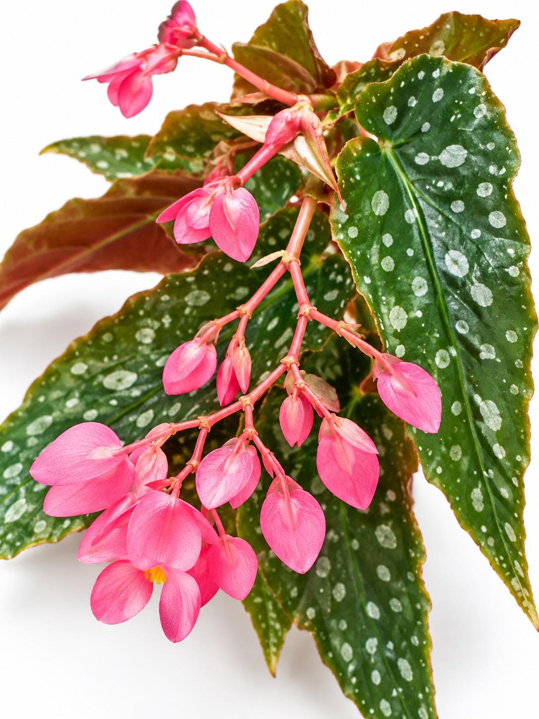 Begonia Multi Dots cutting photo 2