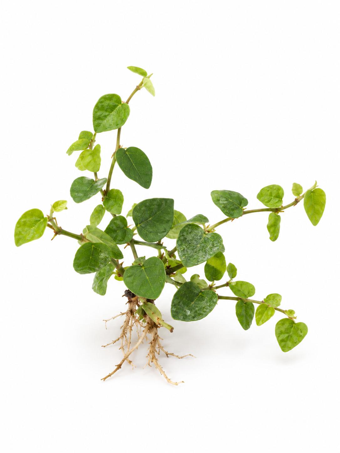 Ficus Pumila Creeping Fig cutting