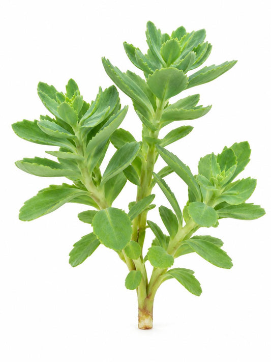 Sedum Hemelsleutel Hylotelephium cutting