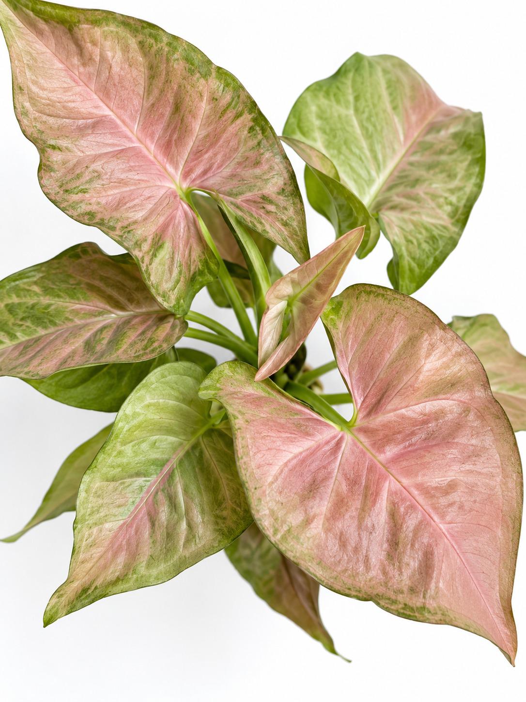 Syngonium Pink Neon cutting photo 2