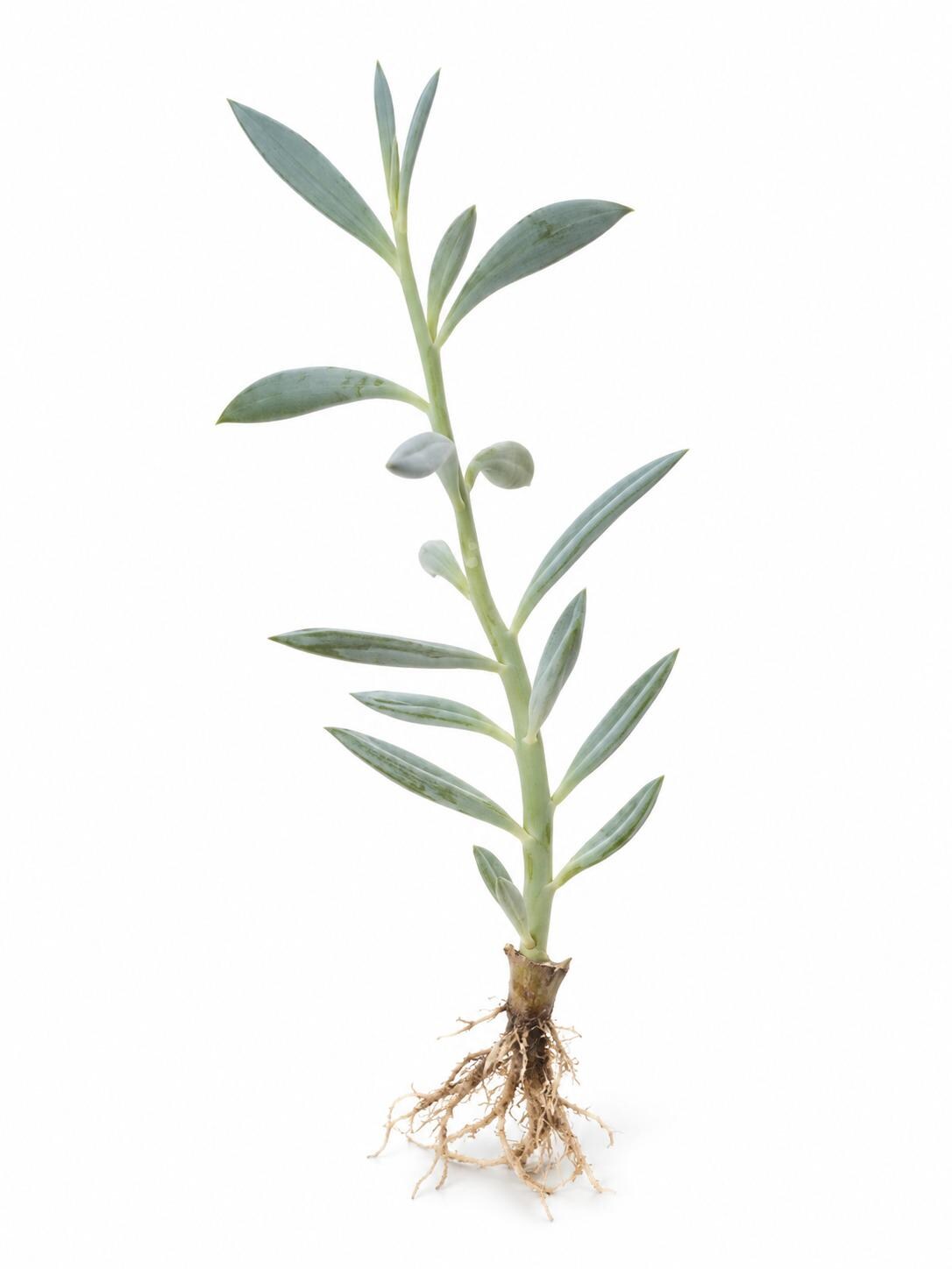 Senecio Mount Everest cutting
