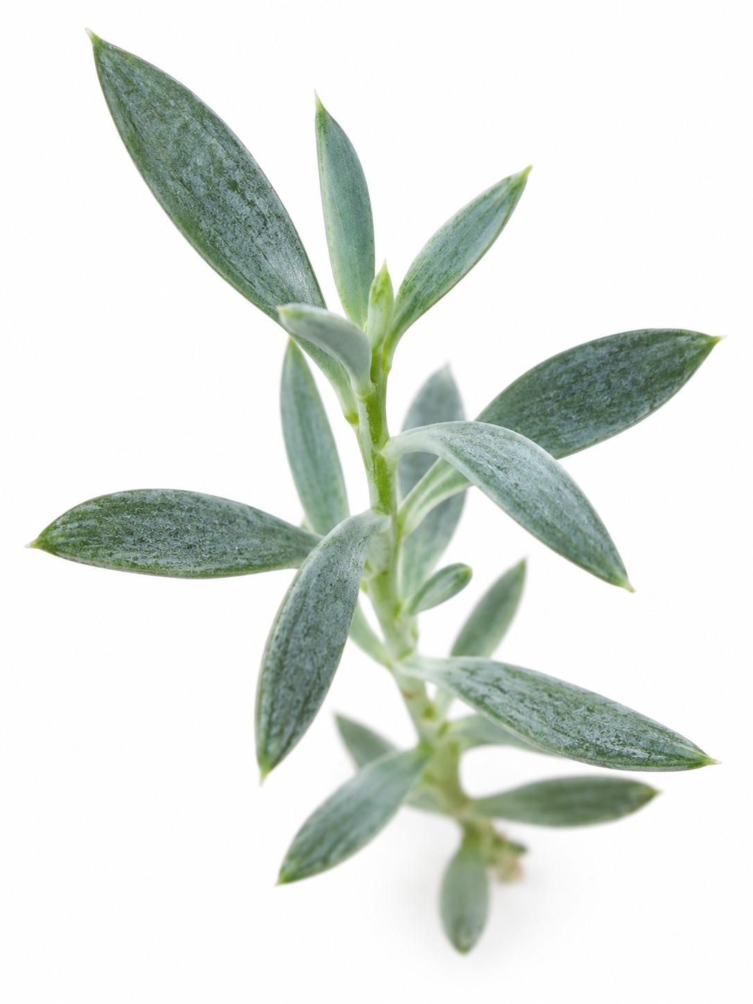 Senecio Mount Everest cutting photo 2