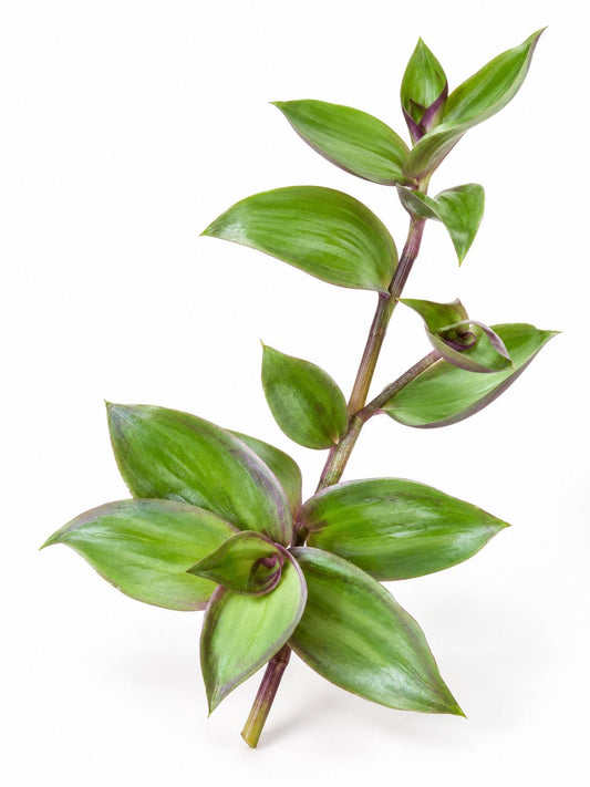 Callisia Soconuscensis Dragon Tail cutting