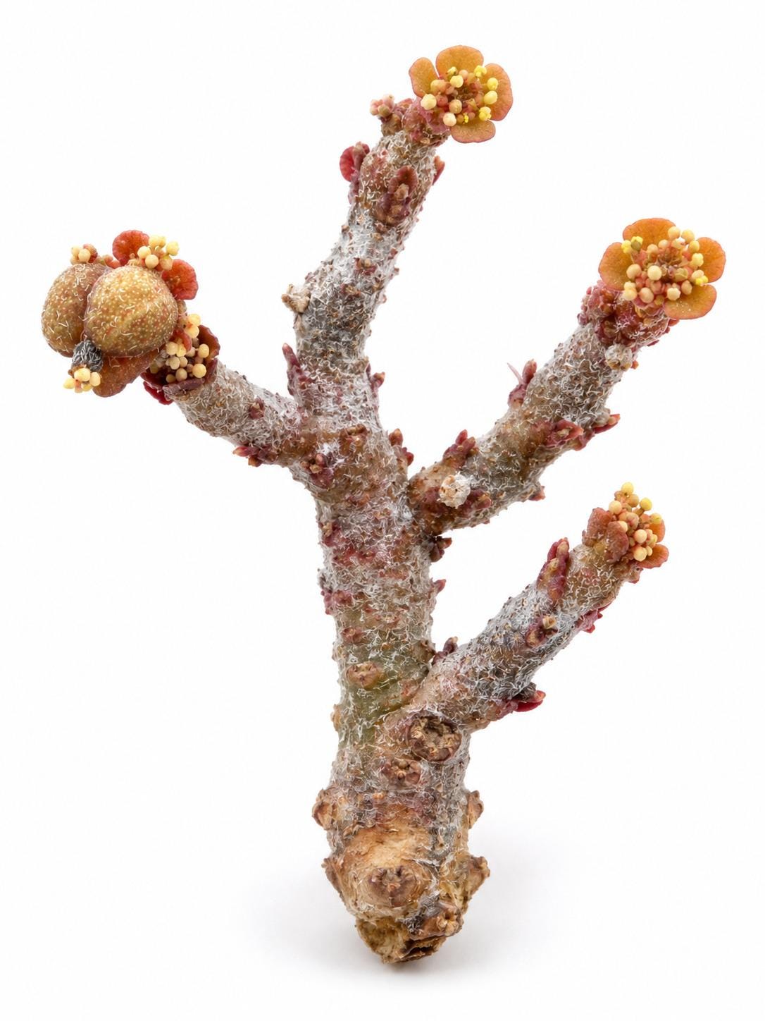 Euphorbia Platyclada cutting