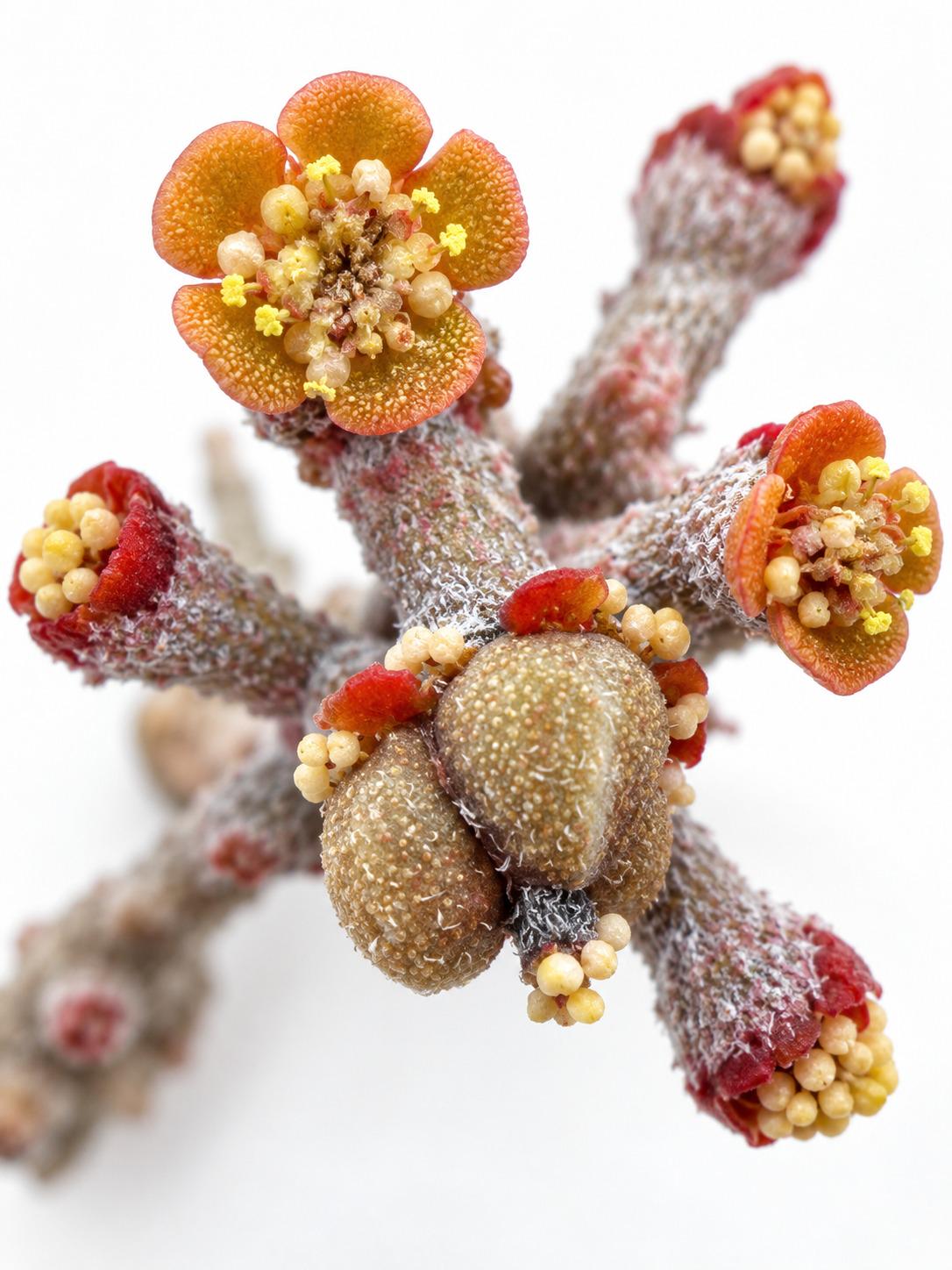 Euphorbia Platyclada cutting photo 2