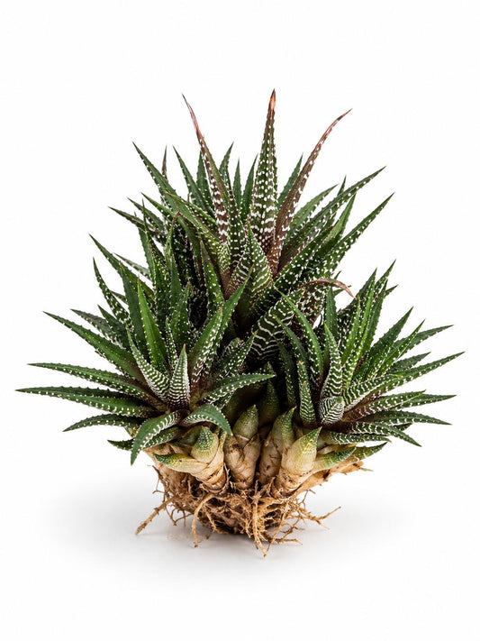 Haworthia Big Band plant