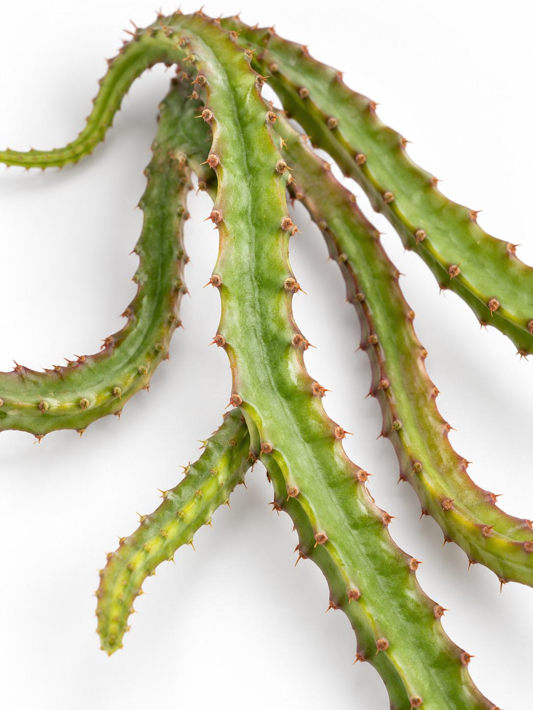 Queen of the Night Cactus cutting photo 2