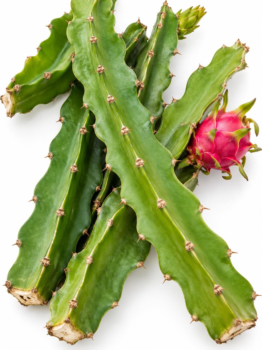 Pitaya Dragon Fruit Cactus cutting photo 2