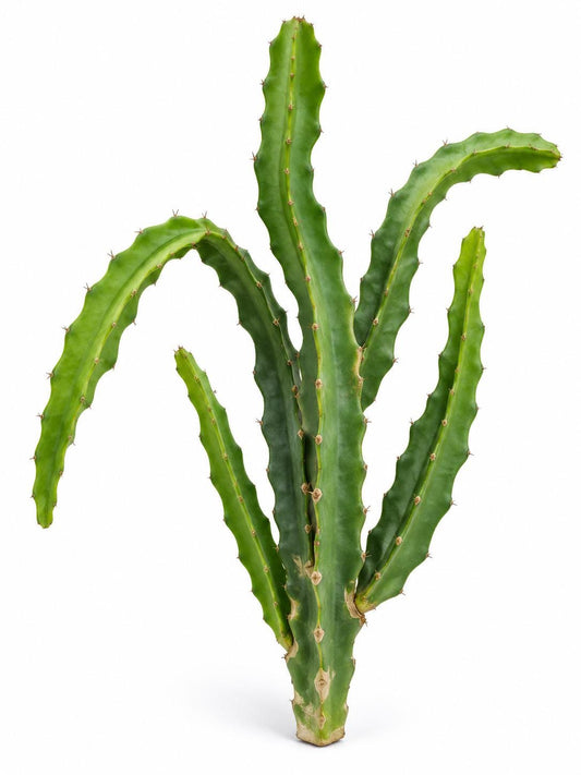 Pitaya Dragon Fruit Cactus cutting