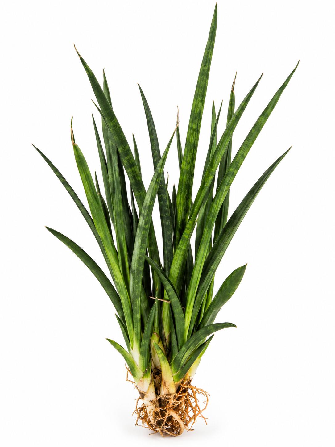 Sansevieria Narrow Leaf plant