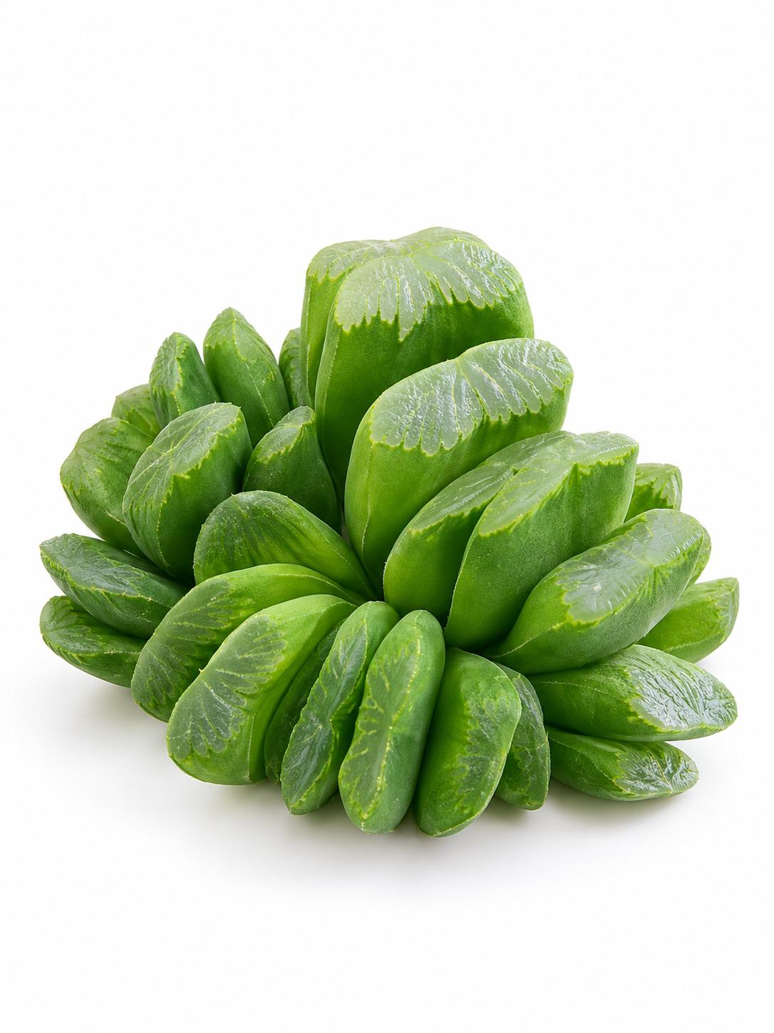 Haworthia Truncata Lime Green plant