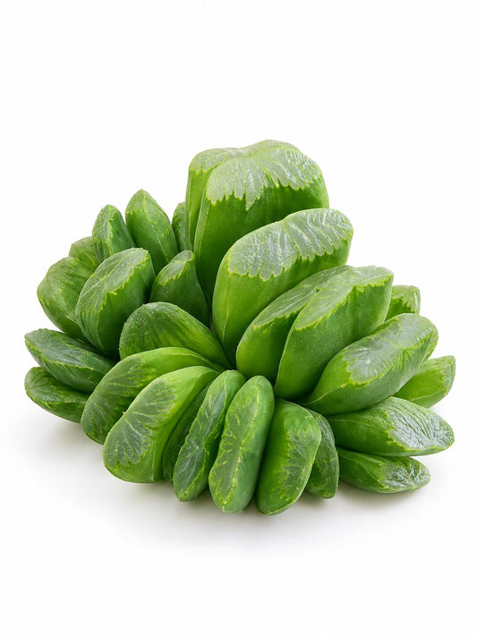 Haworthia Truncata Lime Green plant