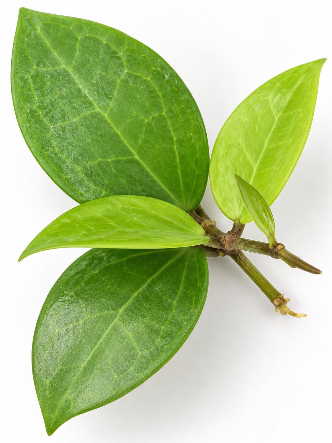 Hoya Verticillata Chiang Mai cutting photo 2