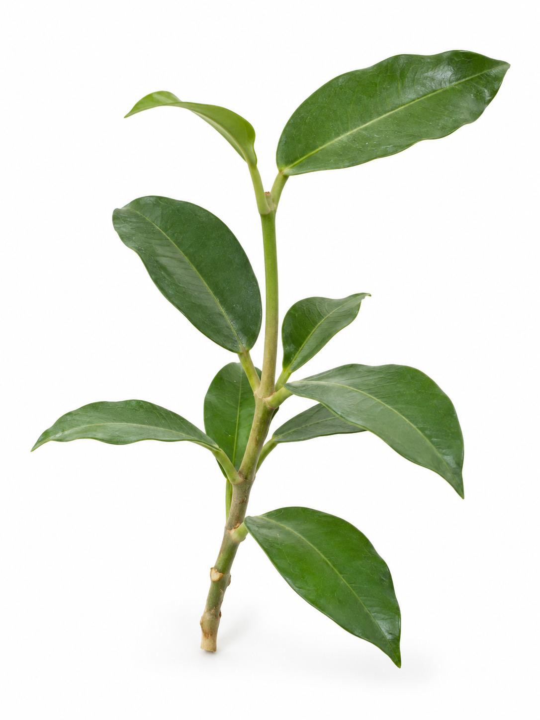 Hoya Imperialis Alba cutting