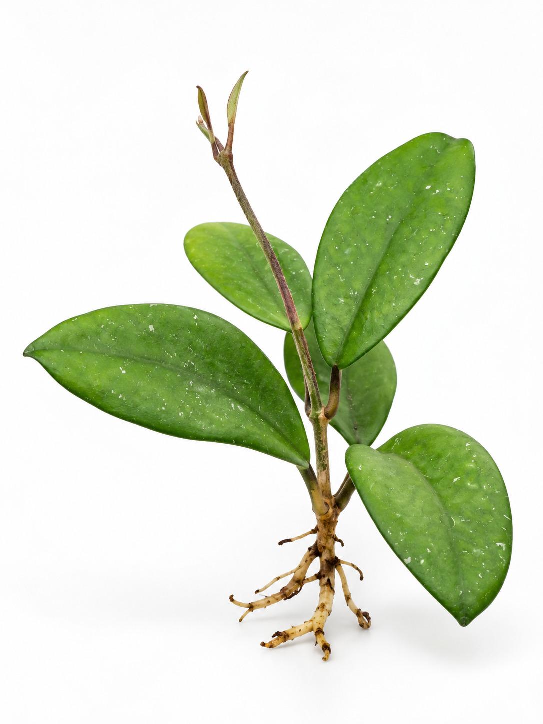 Hoya Millie cutting