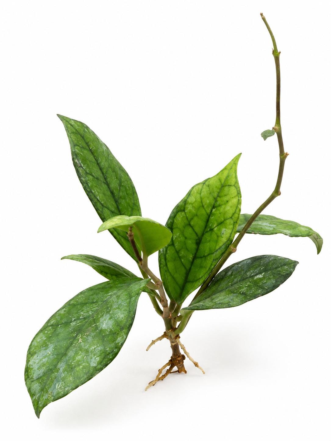 Hoya Finlaysonii Nova cutting
