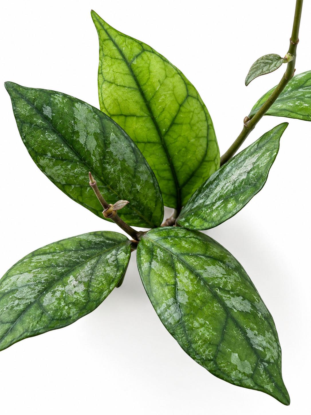 Hoya Finlaysonii Nova cutting photo 2