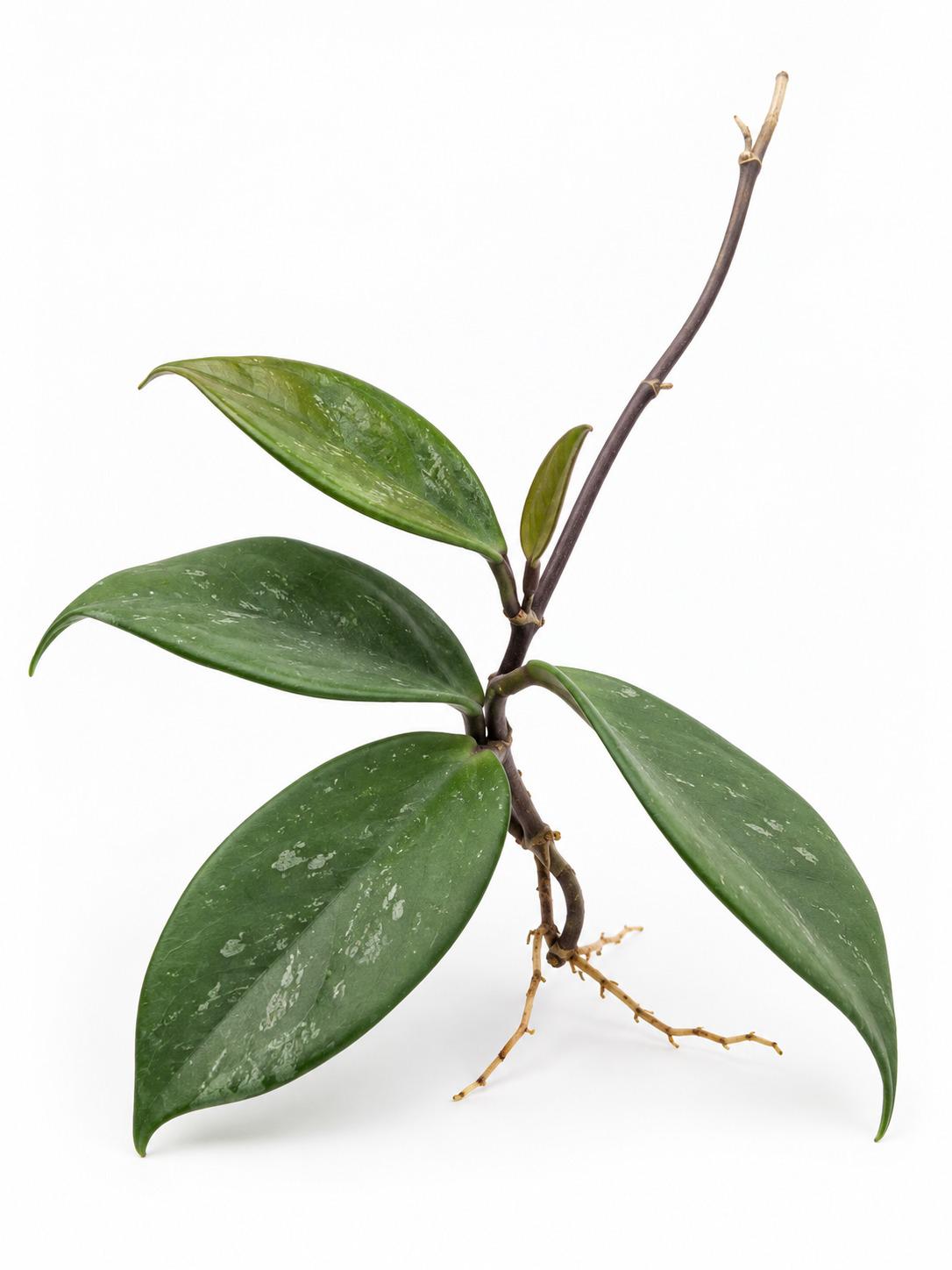Hoya Pubicalyx Red Buttons cutting