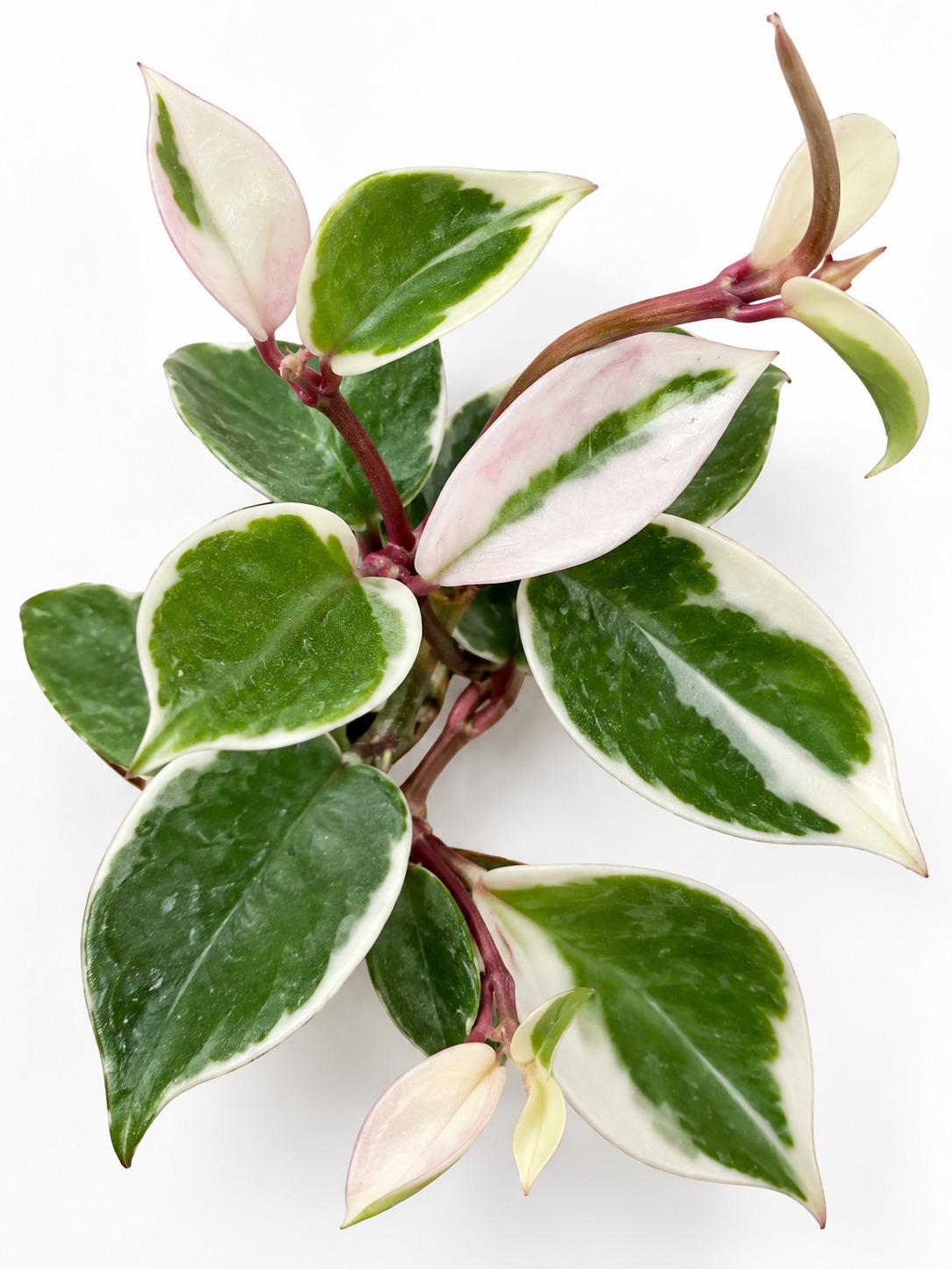 Hoya Carnosa Variegated Amore cutting photo 2
