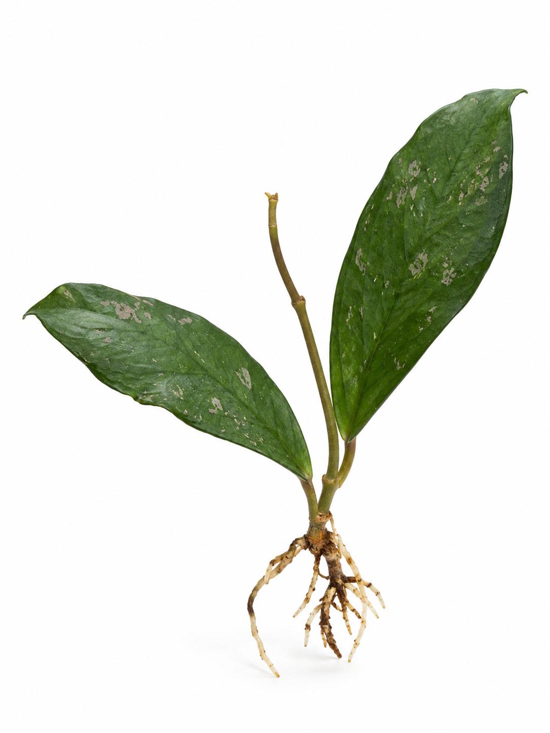 Hoya Forbesii cutting
