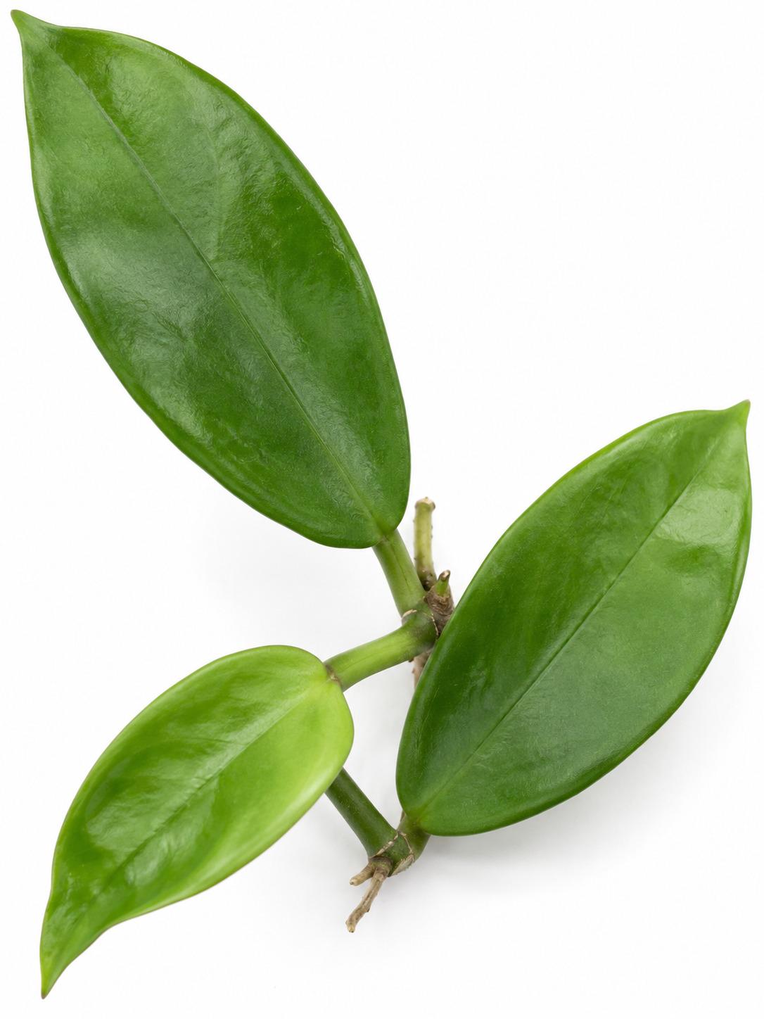 Hoya Meliflua cutting photo 2