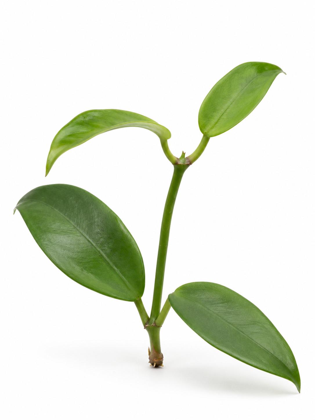 Hoya Meliflua cutting