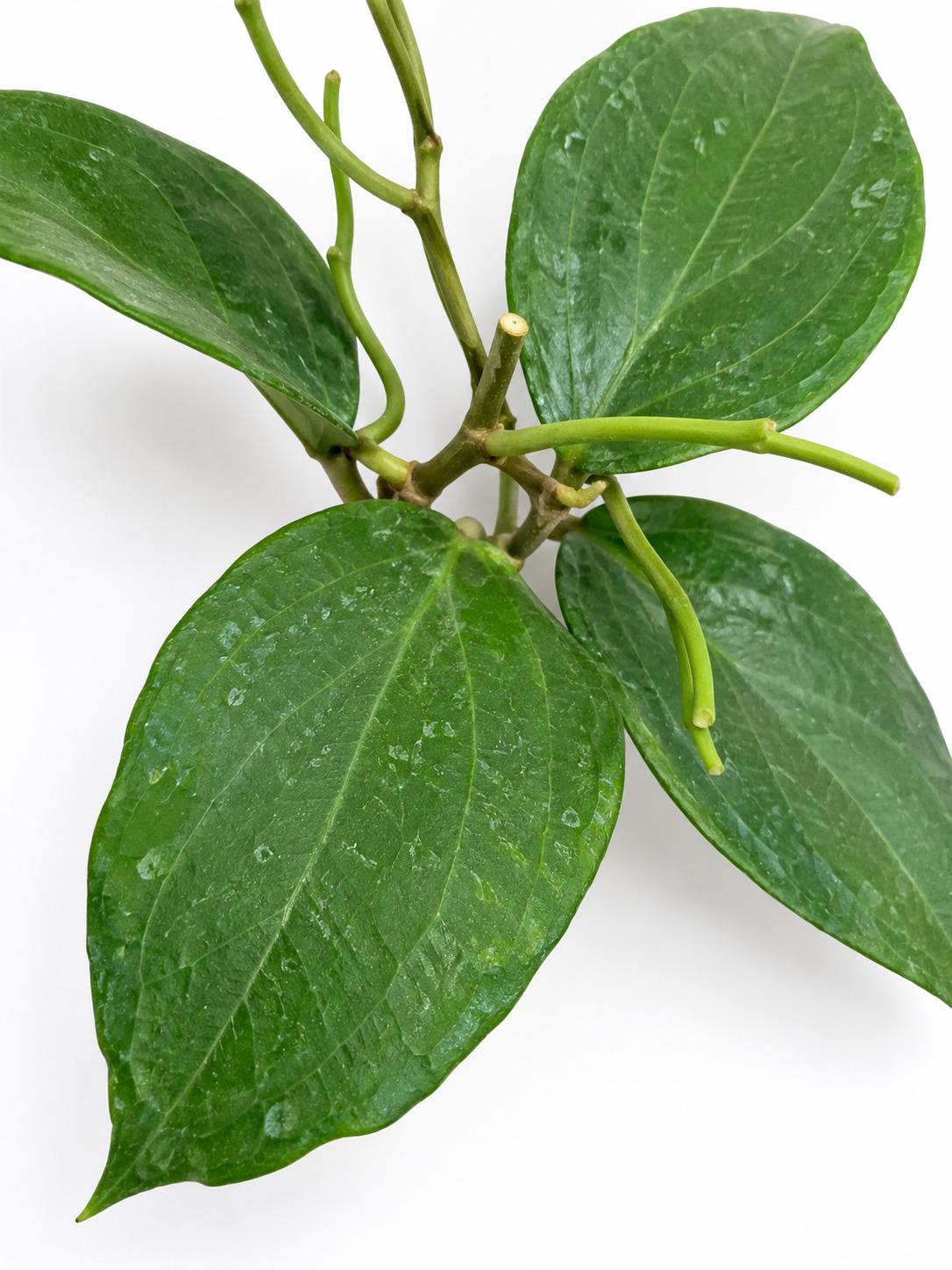 Hoya Glabra cutting photo 2