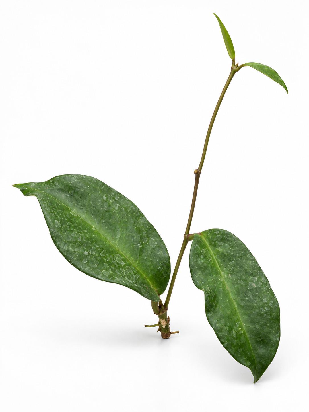 Hoya Macgillivrayi cutting