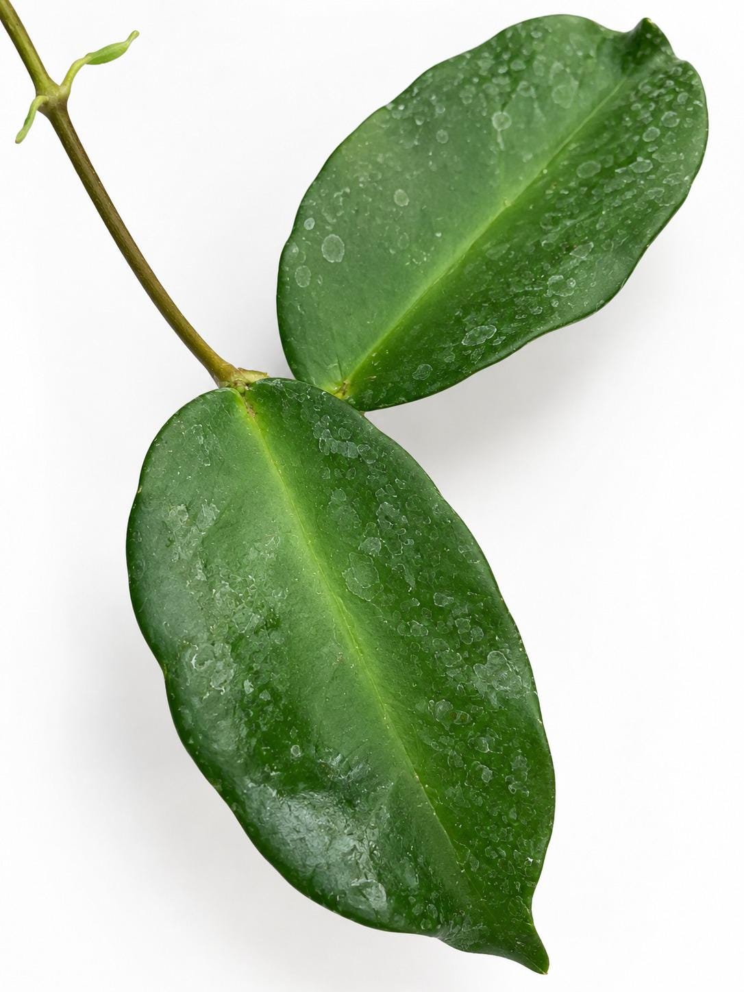 Hoya Macgillivrayi cutting photo 2