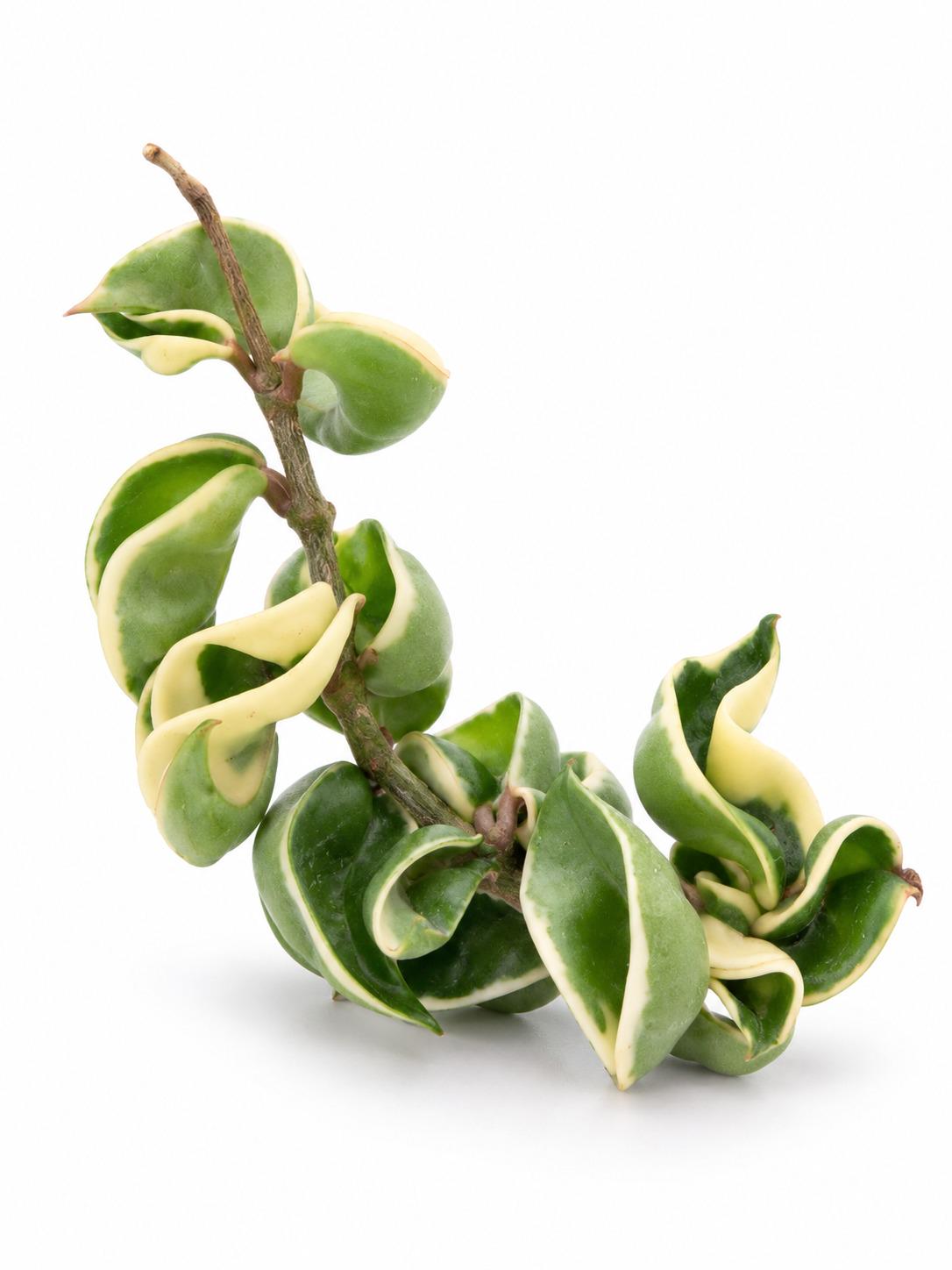 Hoya Carnosa Compacta Variegated Hindu Rope cutting