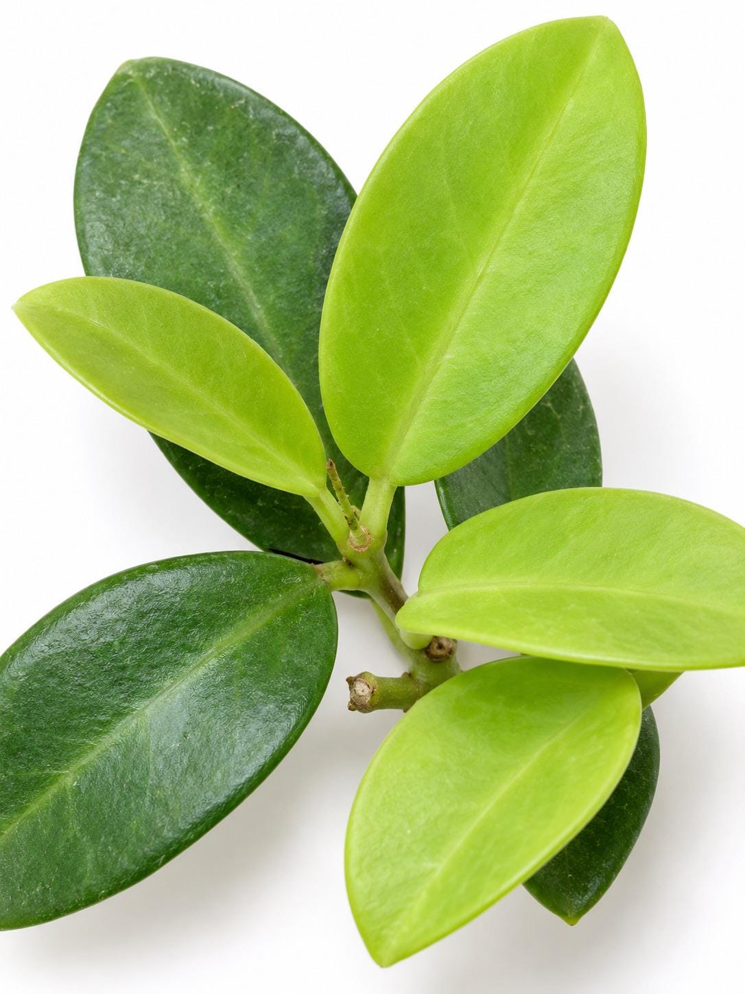 Hoya Skinneriana cutting photo 2