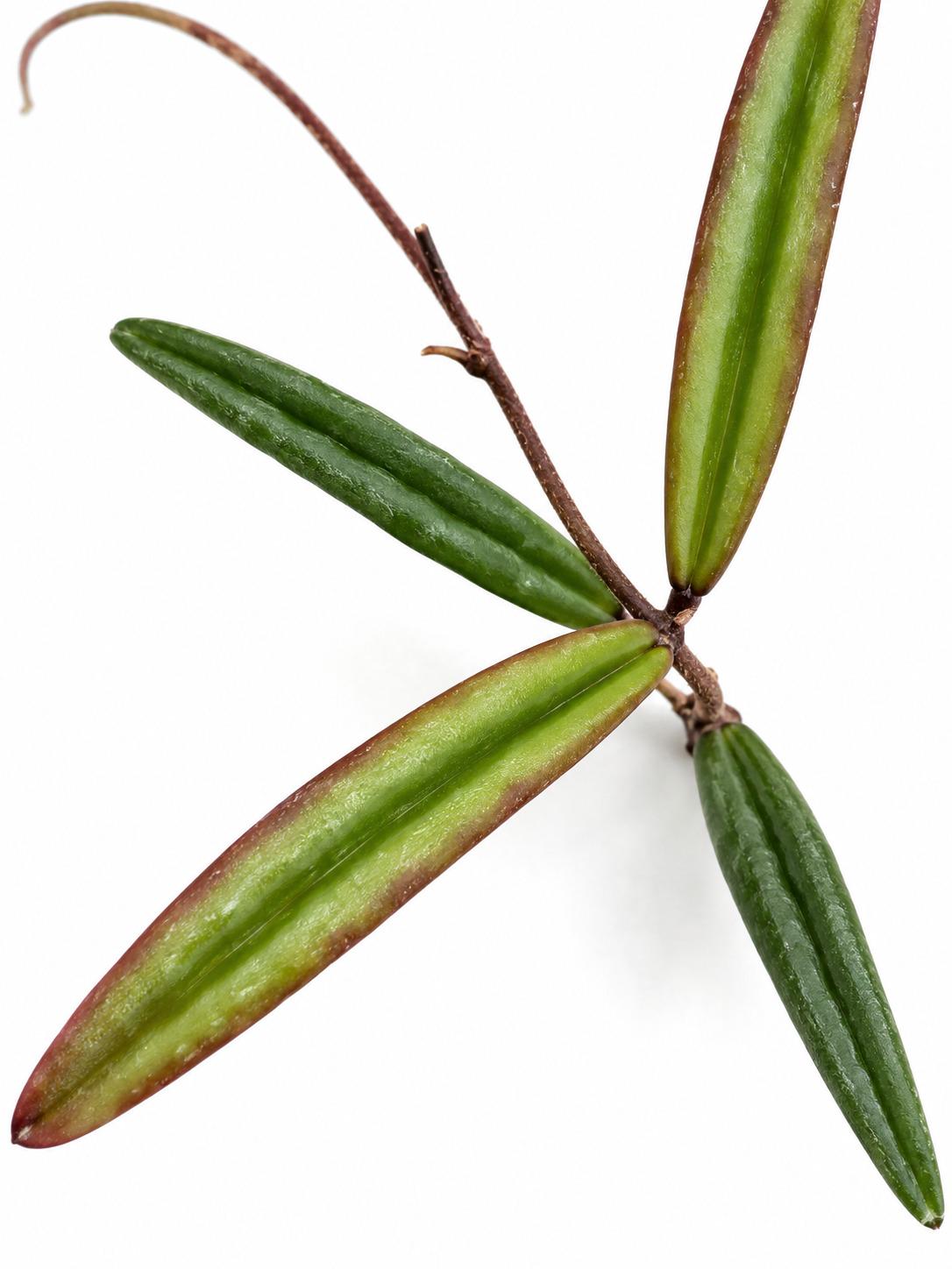 Hoya Insularis cutting photo 2