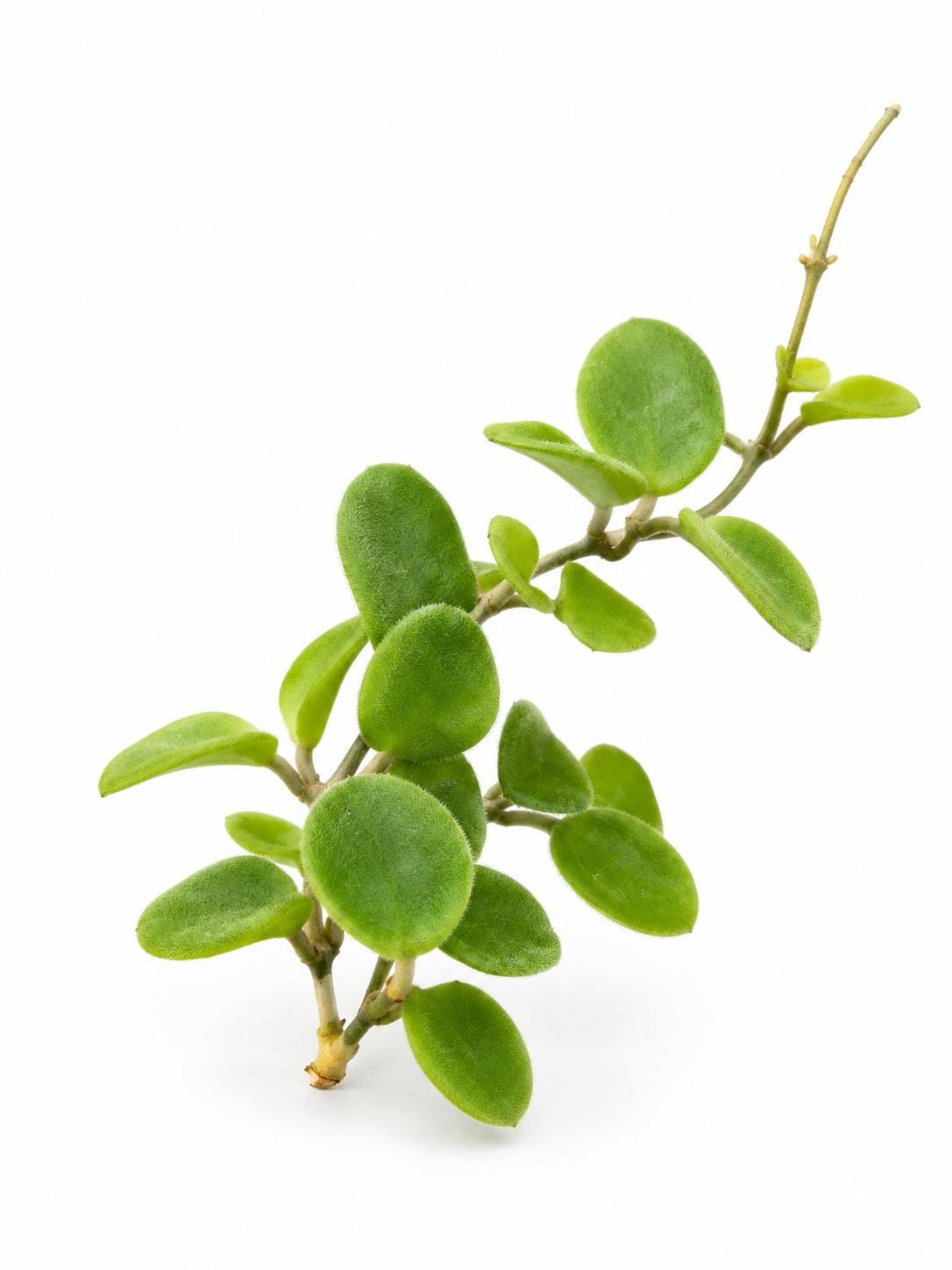 Hoya Serpens cutting