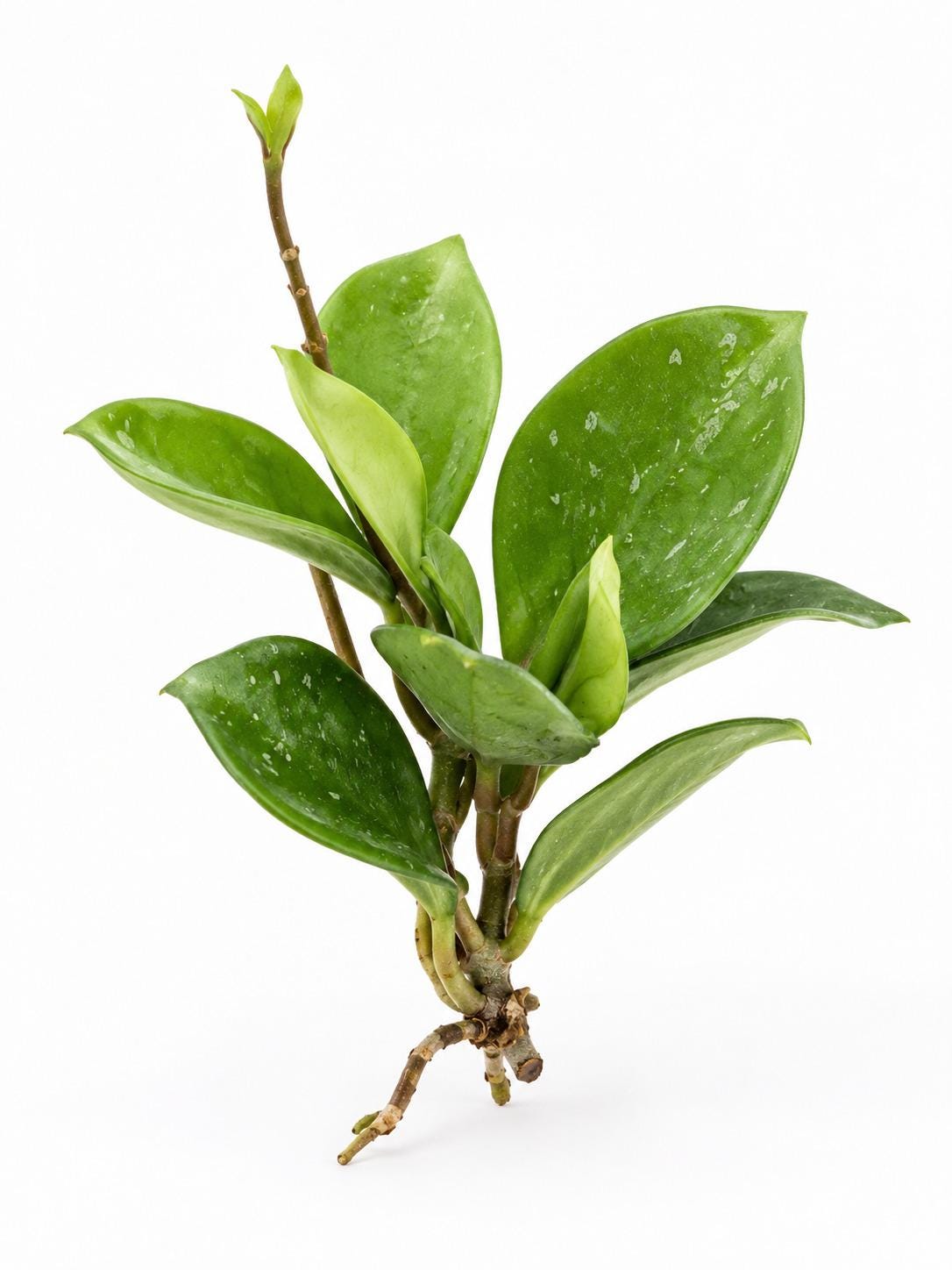 Hoya Carnosa Snowball cutting