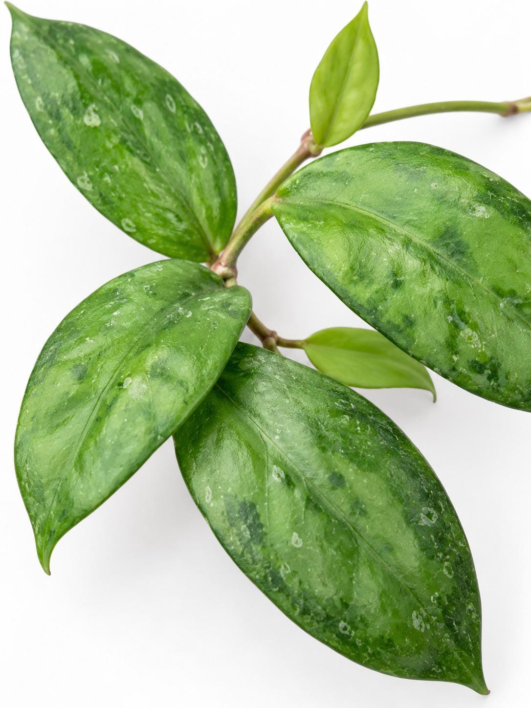 Hoya Juannguoana cutting photo 2