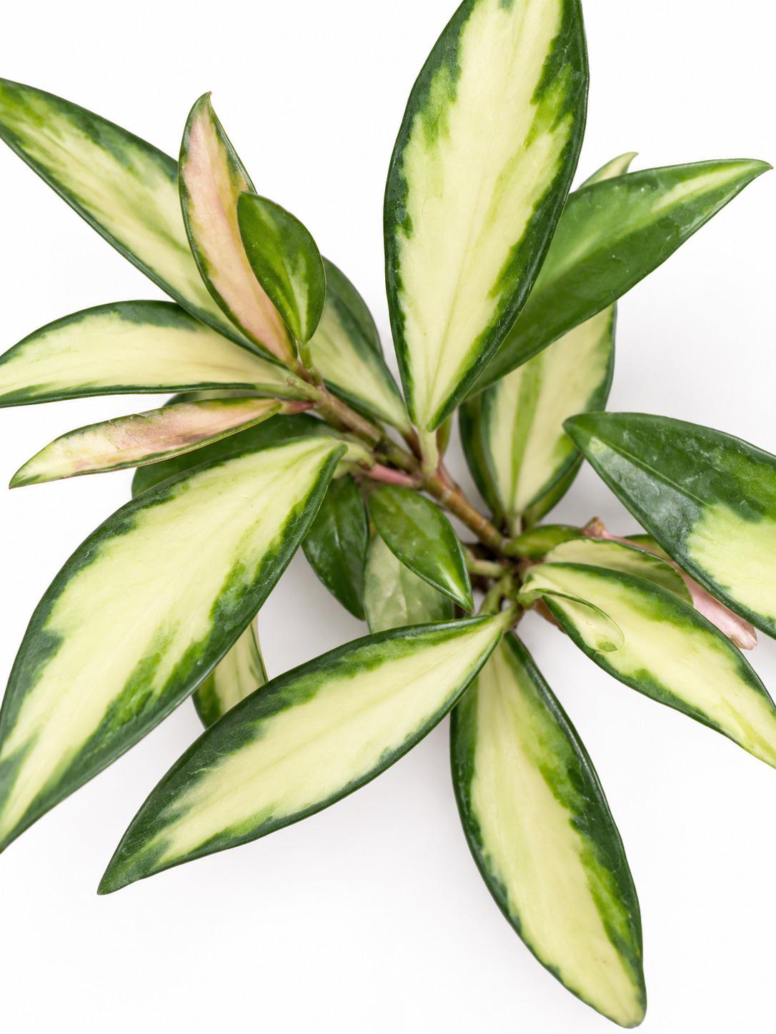 Hoya Kentiana Tricolor cutting photo 2