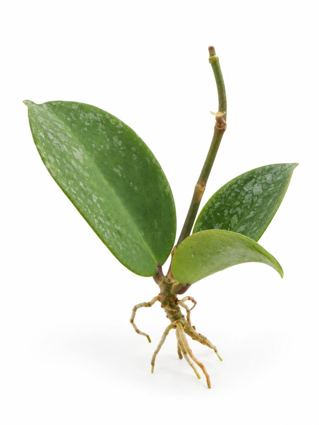 Hoya Surigaoensis cutting
