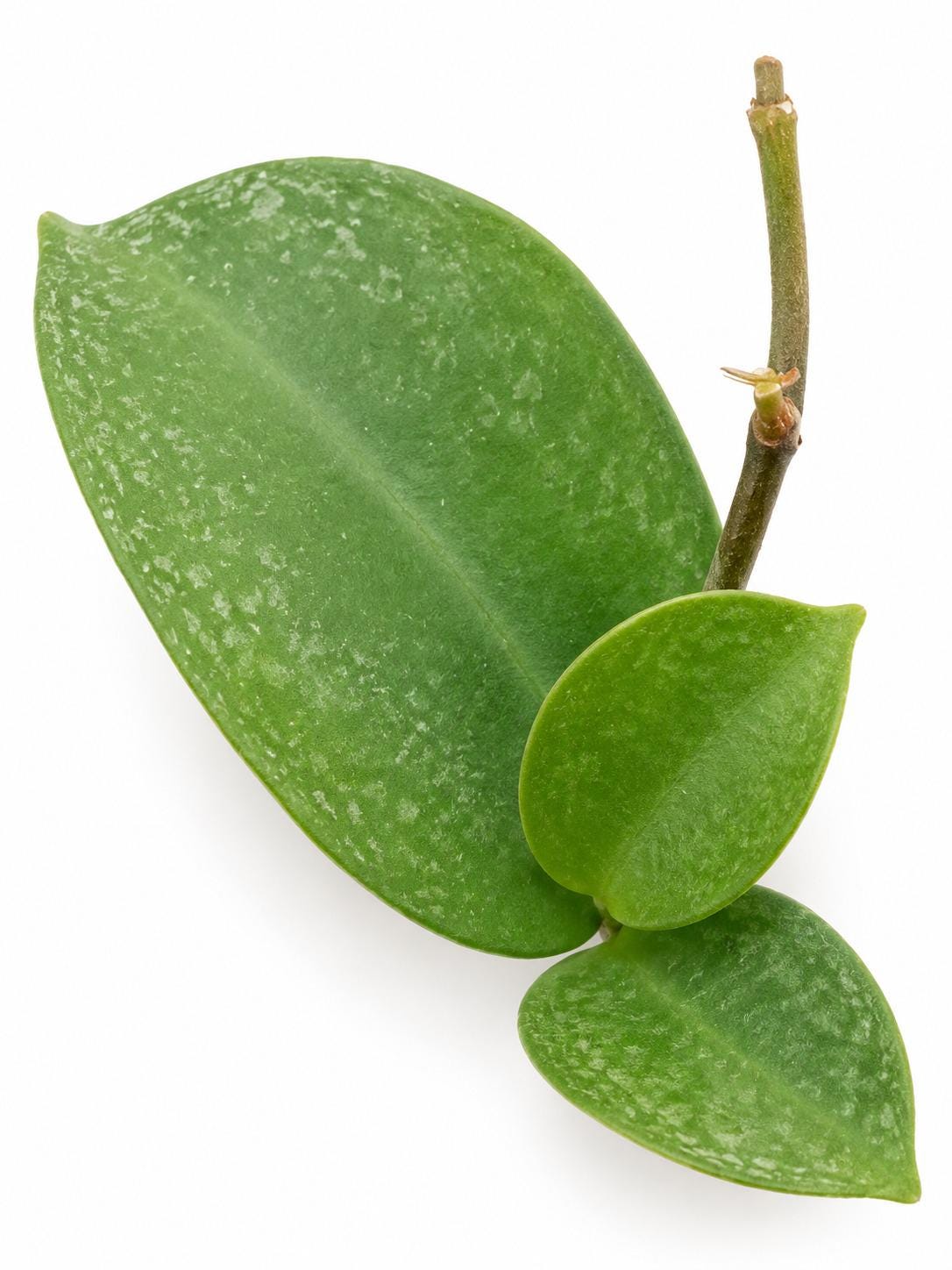 Hoya Surigaoensis cutting photo 2