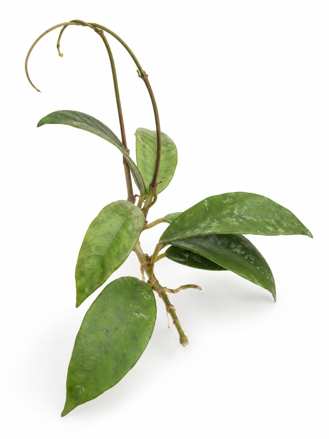 Hoya Corneri cutting