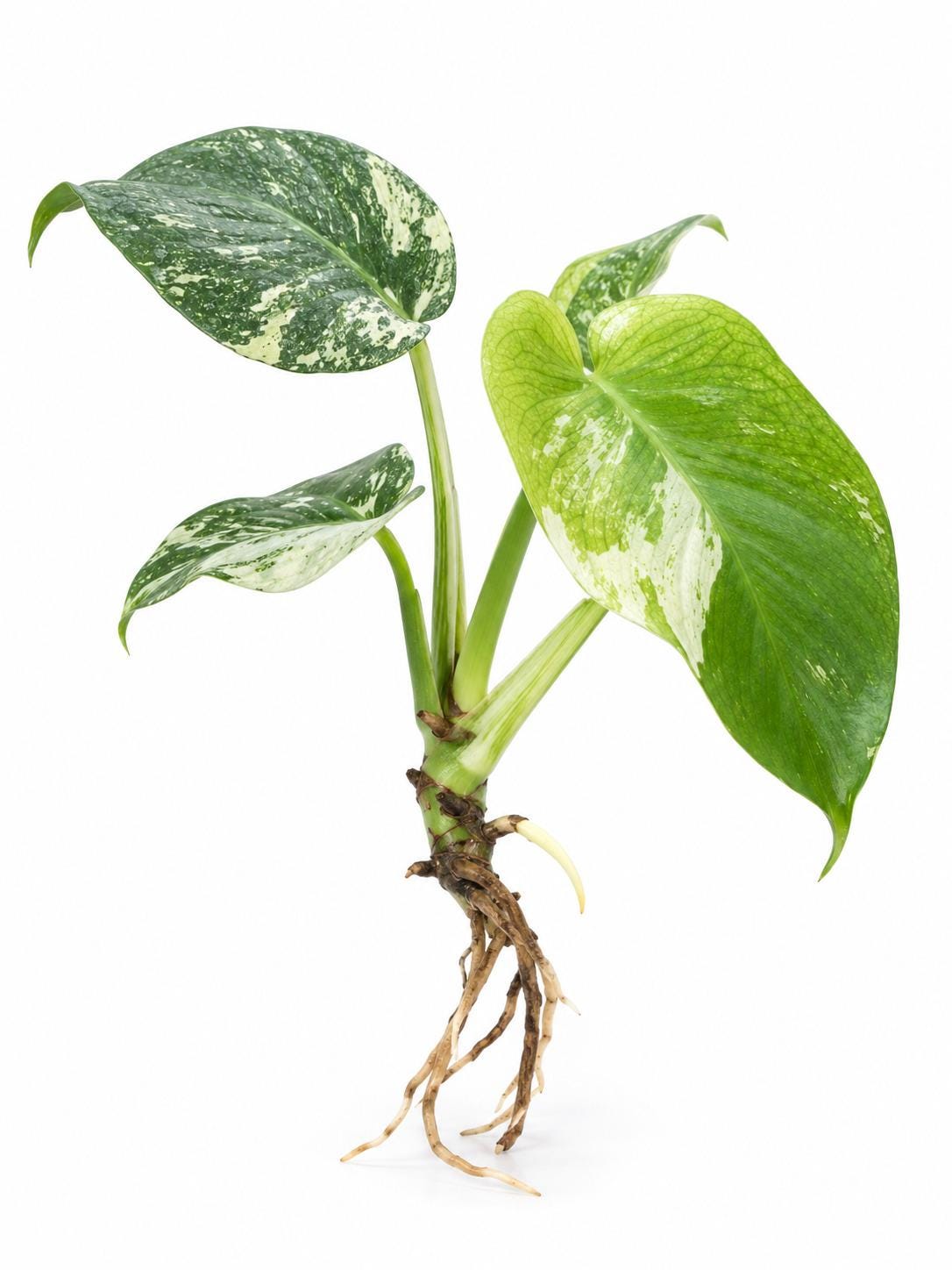 Monstera Mint Cutting – photo 2