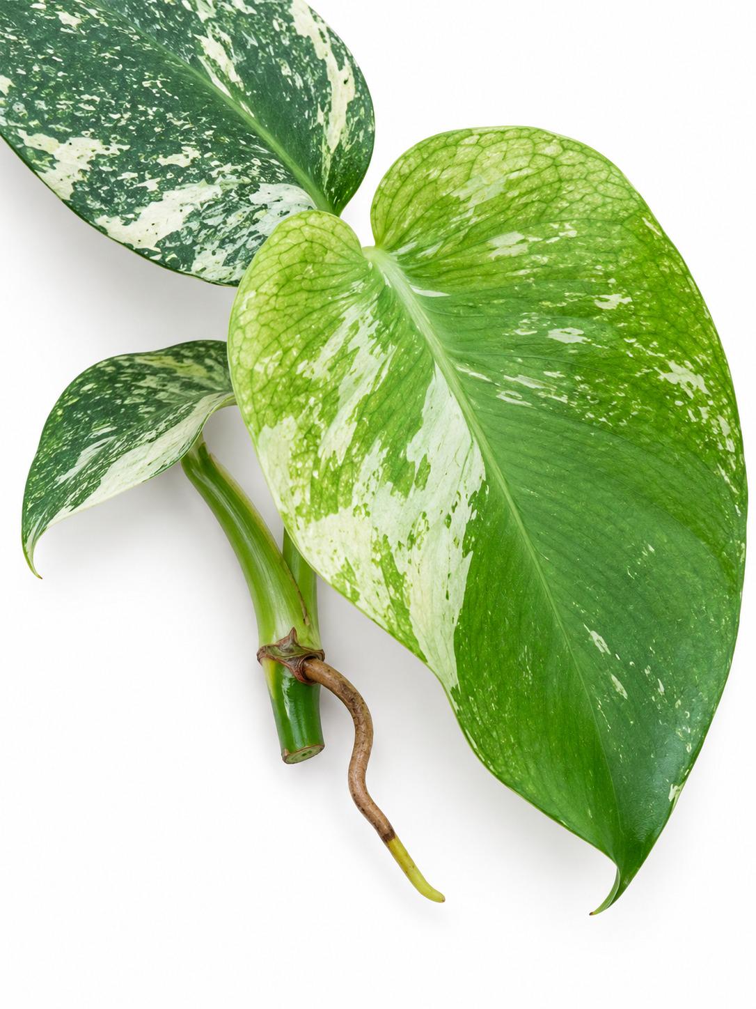 Monstera Mint Cutting – rare plant for sale