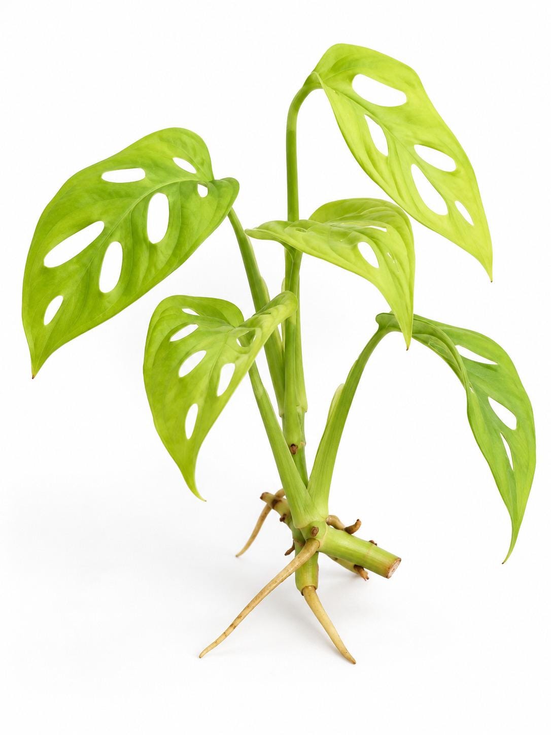 Monstera Adansonii Neon cutting