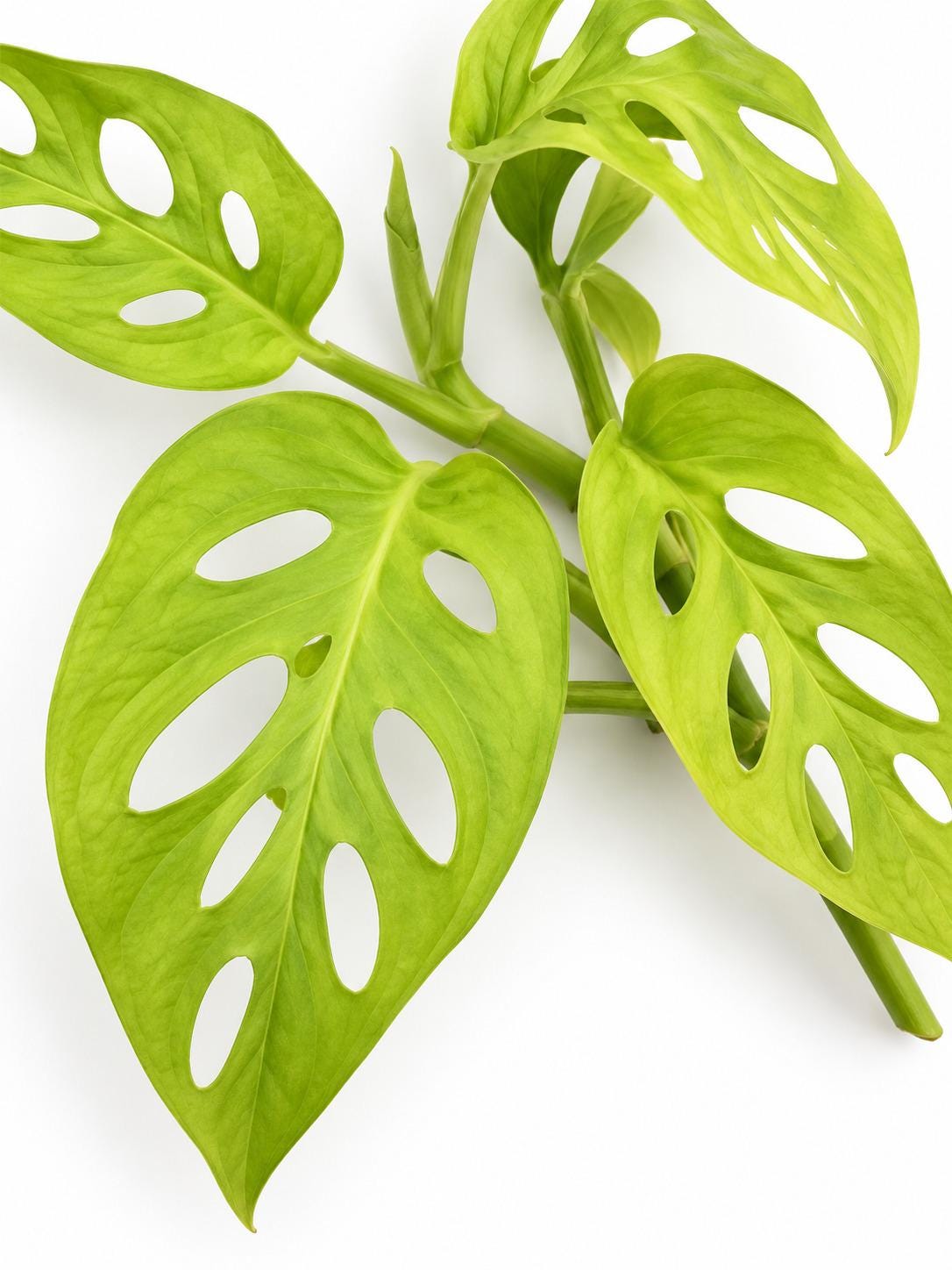 Monstera Adansonii Neon cutting photo 2