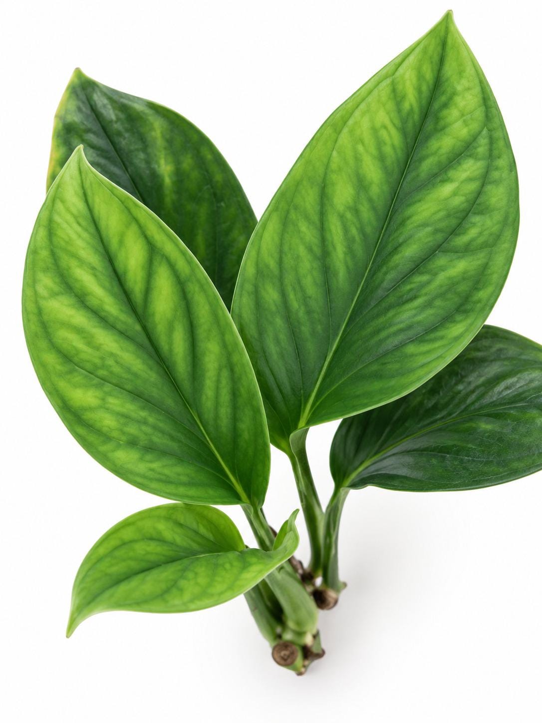 Monstera Pinnatipartita cutting photo 2