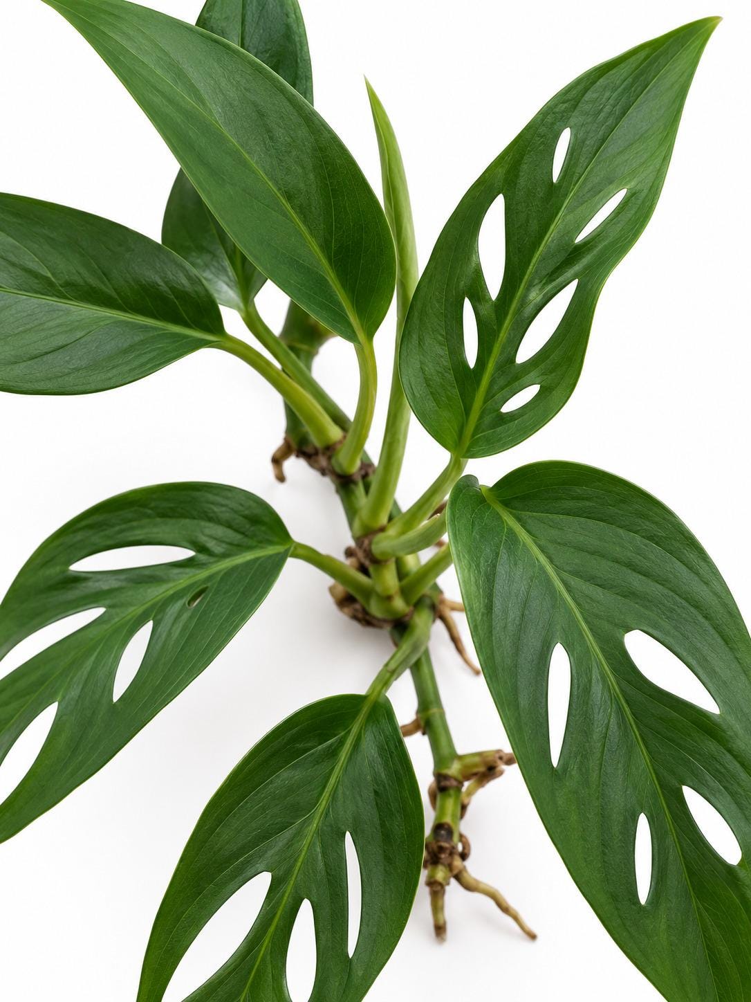 Monstera Adansonii Narrow Leaf cutting photo 2