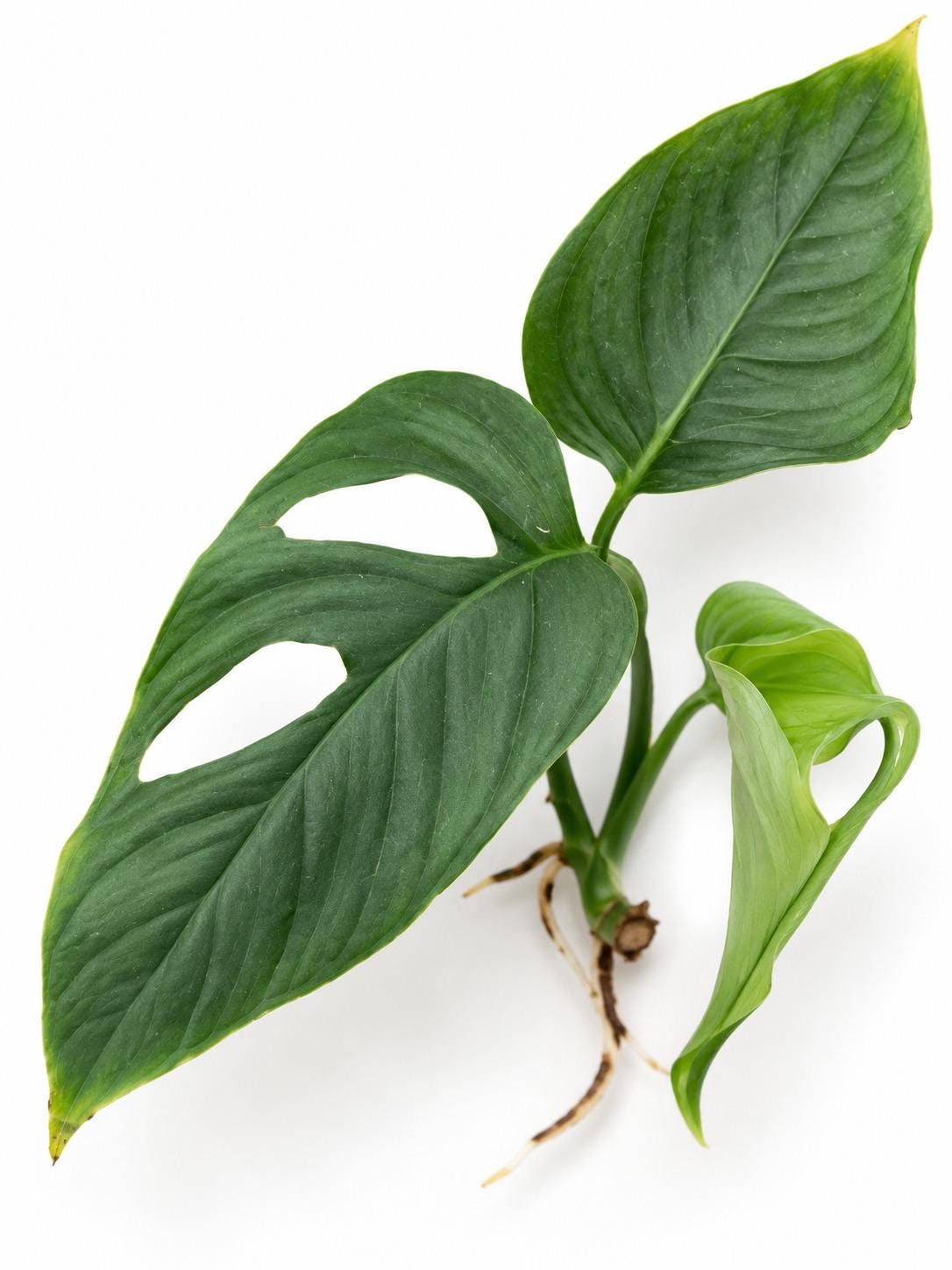 Monstera Obliqua Pangui cutting photo 2