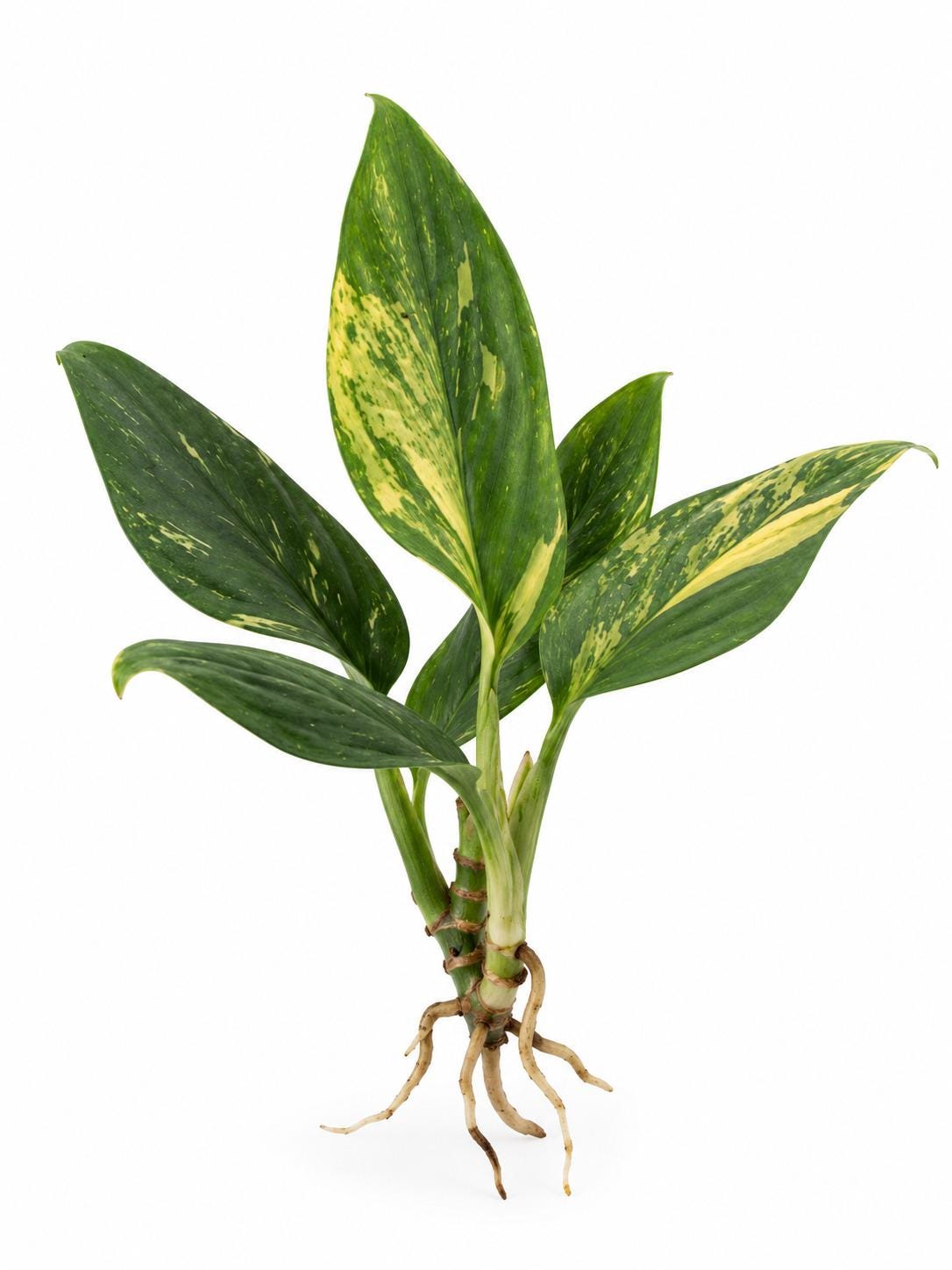 Monstera Standleyana Aurea Variegated cutting