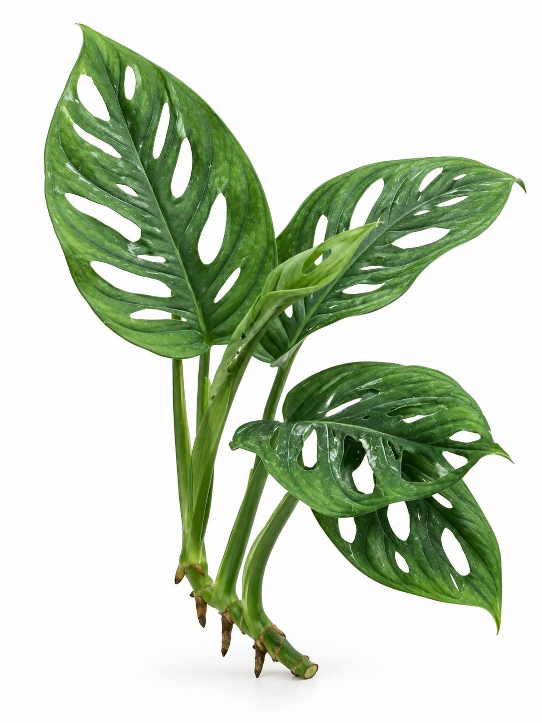 Monstera Adansonii Wide Leaf cutting