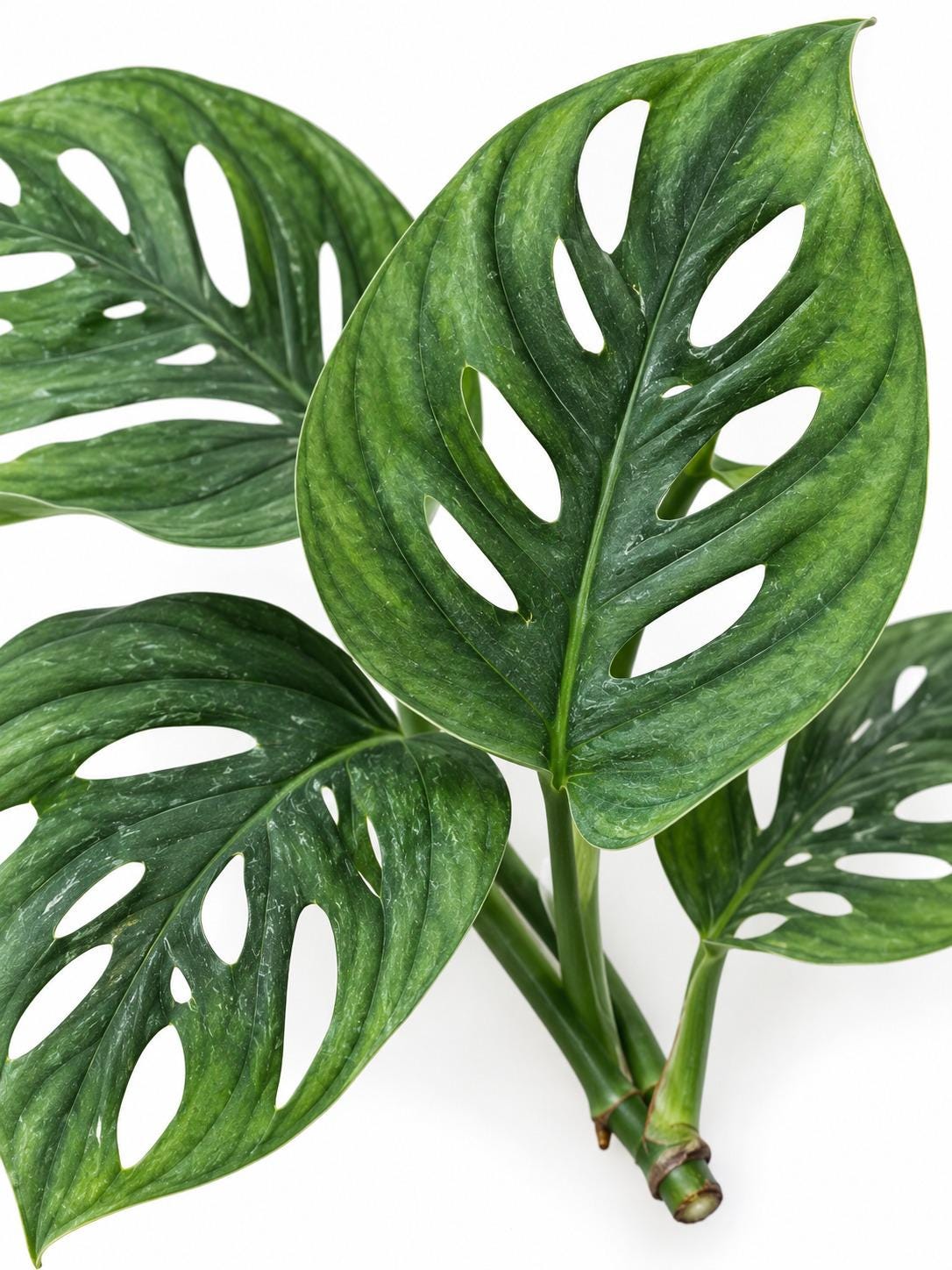 Monstera Adansonii Wide Leaf cutting photo 2